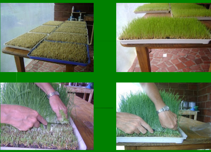 Forraje Verde Hidropnico Para Alimentar Tus Gallinas Forraje Verde Hidropnico Para Alimentar Tus Gallinas